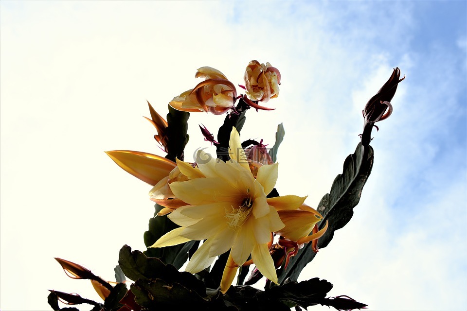 仙人掌,仙人掌花,开花