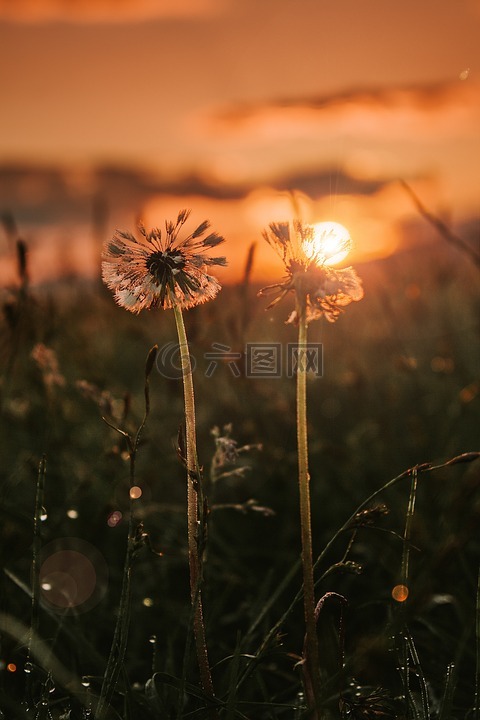 夕阳,花朵,通话