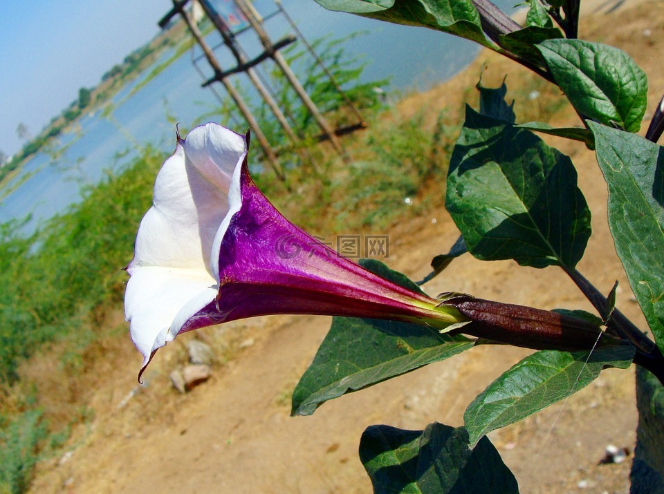 曼陀罗,紫色,花