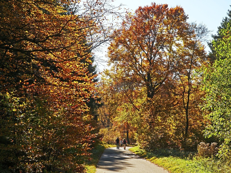 秋季森林,sauerland,步行