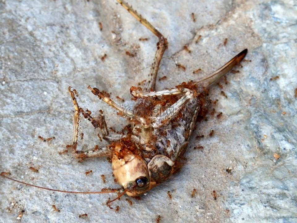 昆虫死虫蝗虫