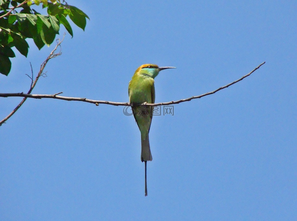 小绿色食蜂鸟,印度,鸟