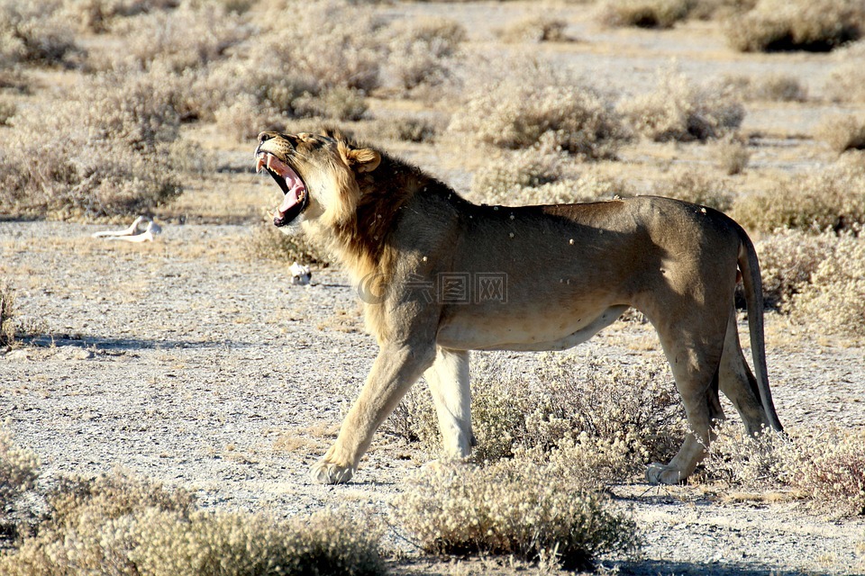 狮子,纳米比亚,etosha