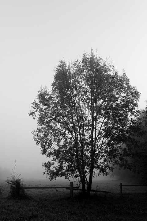 树,雾,黑白色