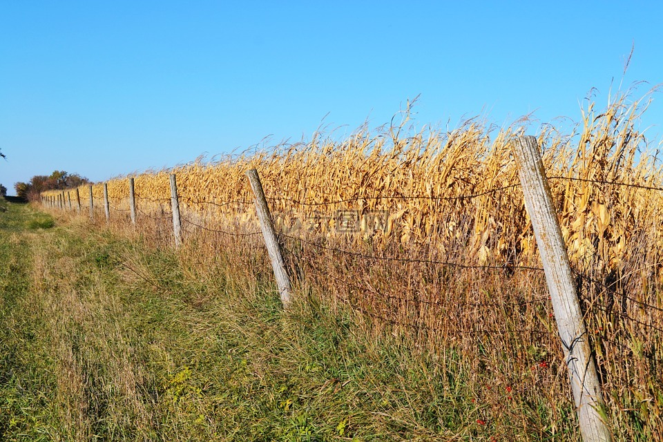 篱笆,玉米田,农场