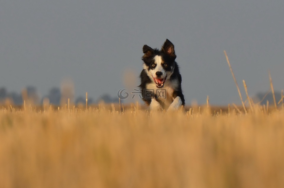 边境牧羊犬,走狗,字段