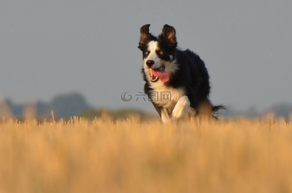 边境牧羊犬,走狗,字段