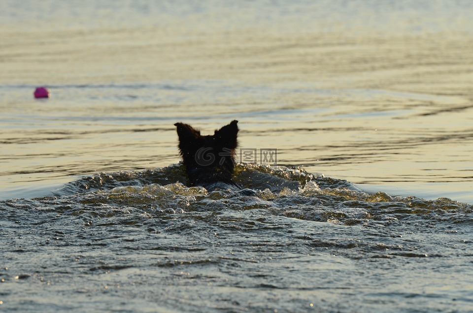 边境牧羊犬,夏季,在水中