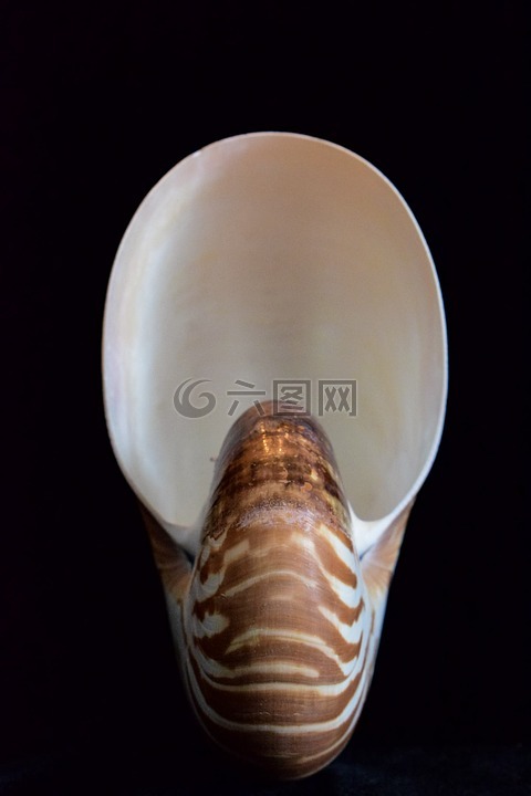 贝壳,海贝壳,鹦鹉螺