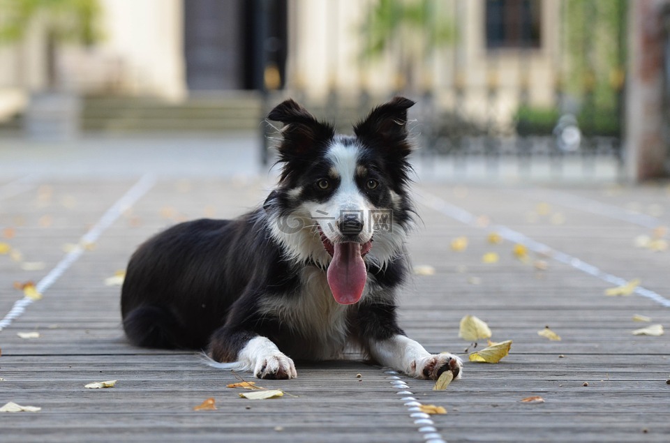 边境牧羊犬,木桥,说谎的狗