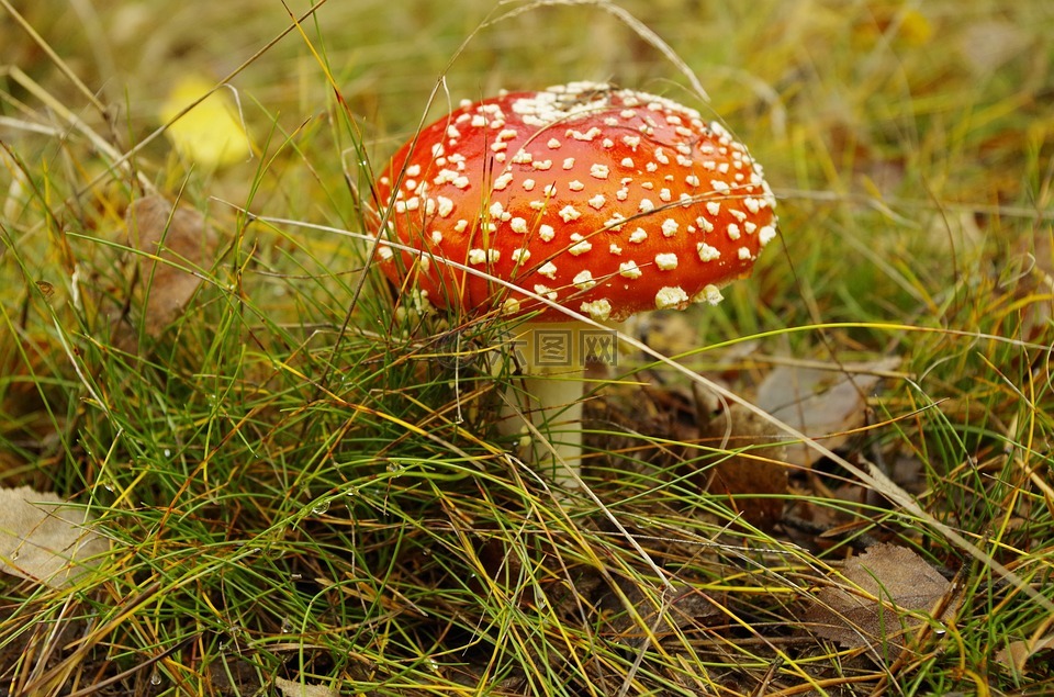 森林,毒蘑菇,秋