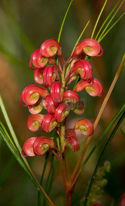 grevillea,花,详细