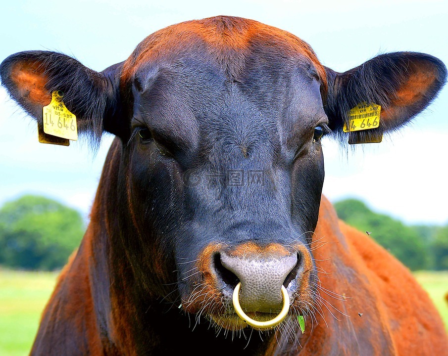 鼻环,公牛,牛肉