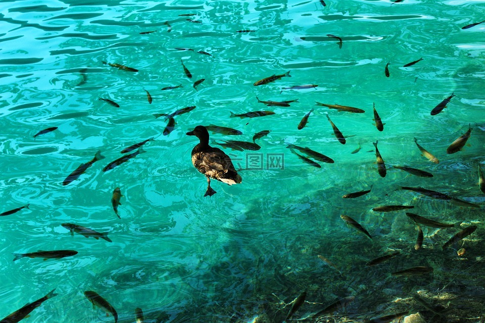 鸭和鱼 鱼 清澈的水高清图库素材免费下载 图片编号 六图网