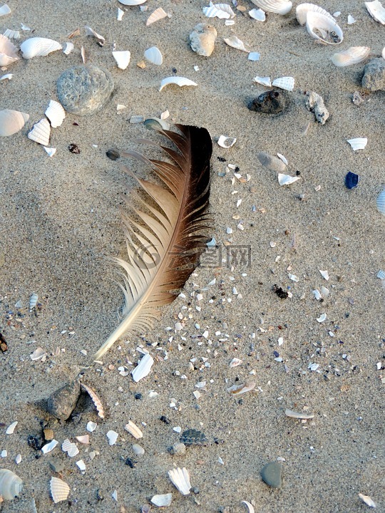 鸟类羽毛,贻贝,大多数的海滩