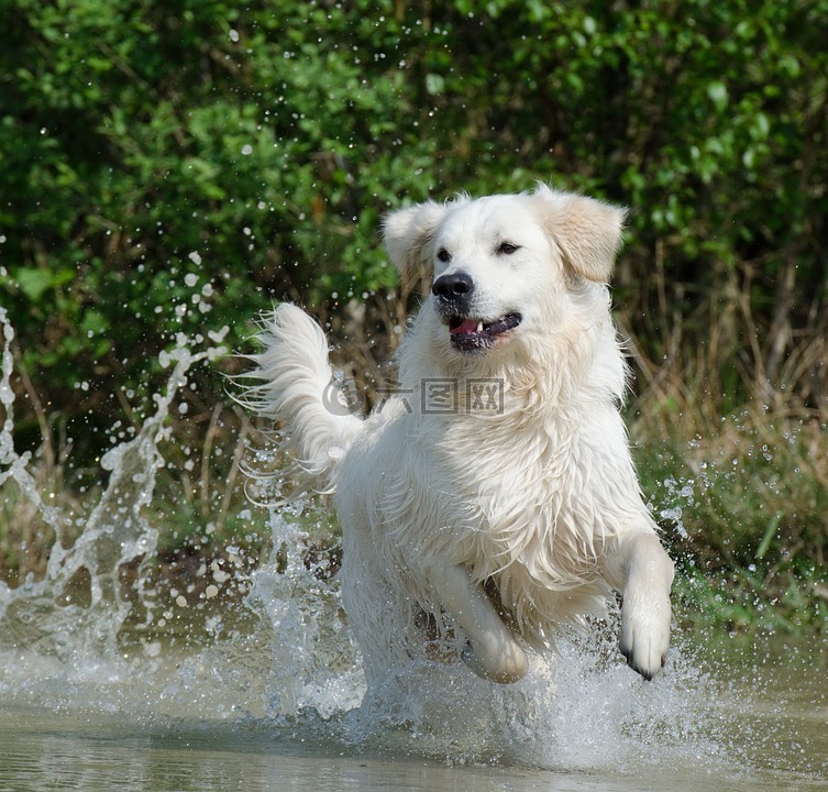 金毛猎犬,水,狗