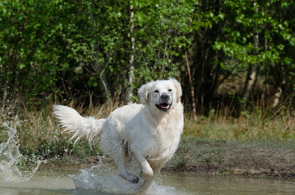 金毛猎犬,水,狗