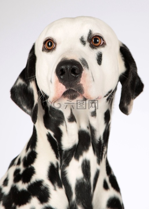 狗,dalmatians,动物肖像