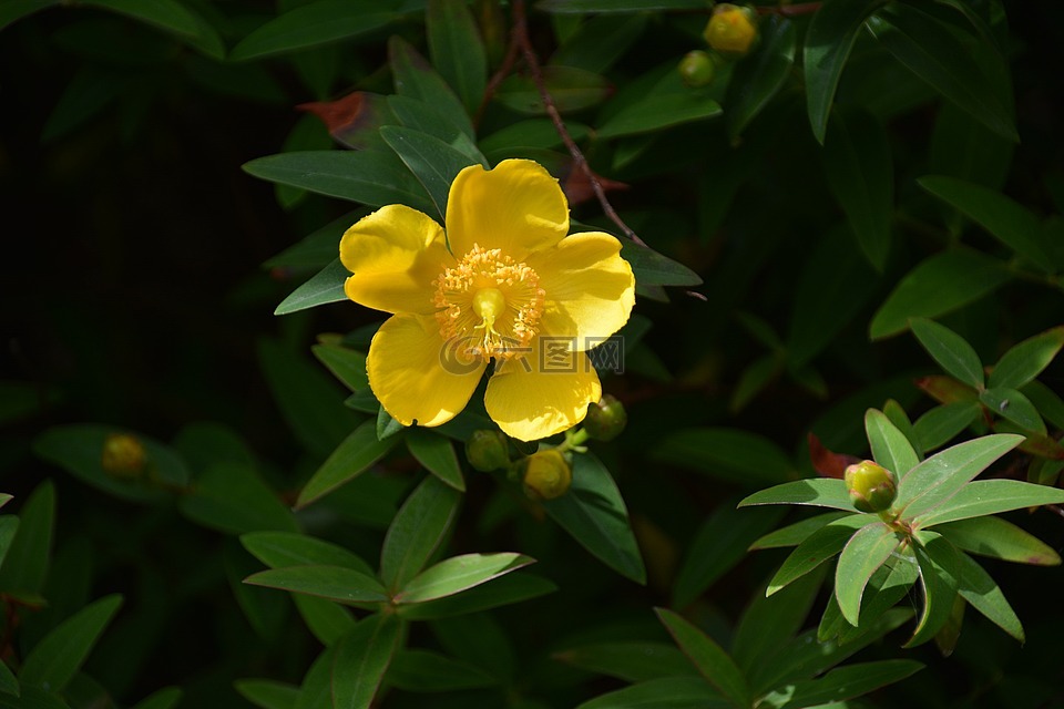 花,银莲花,黄色的花