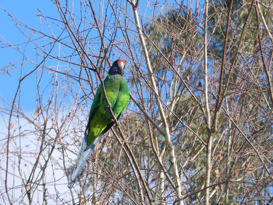 自然,鸟,澳大利亚