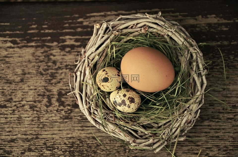 蛋,鸟巢,复活节