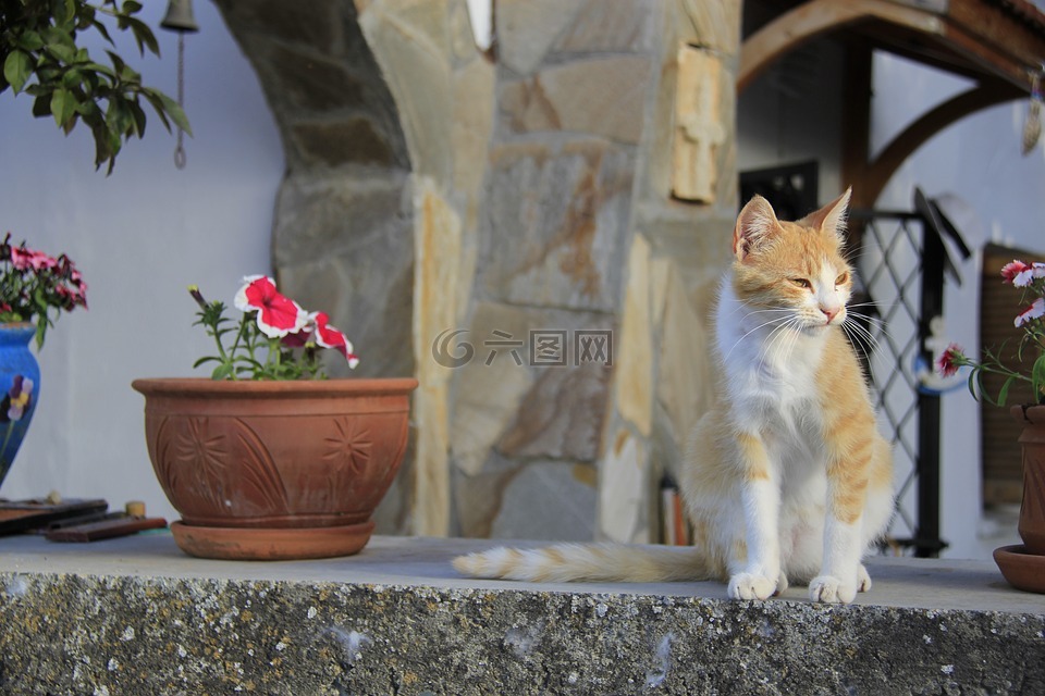 卡拉曼村,北塞浦路斯,猫
