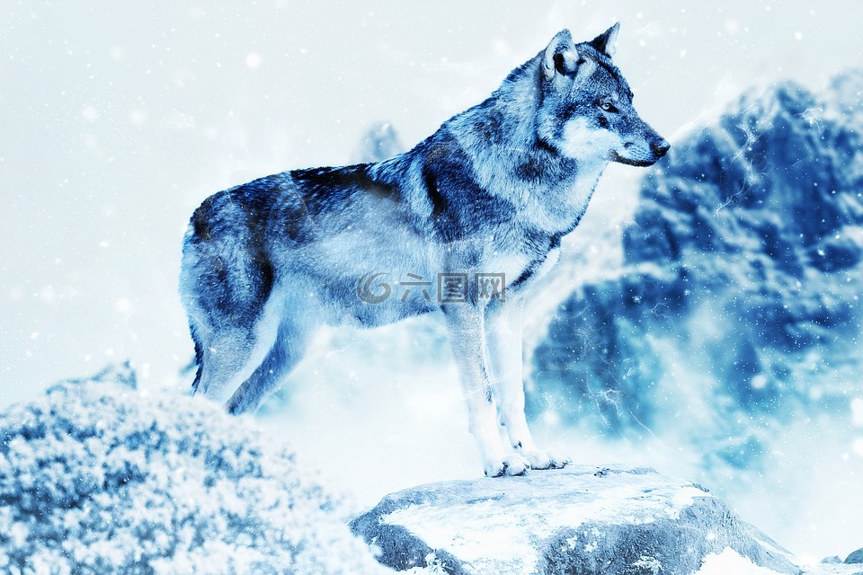 动物,狼,雪