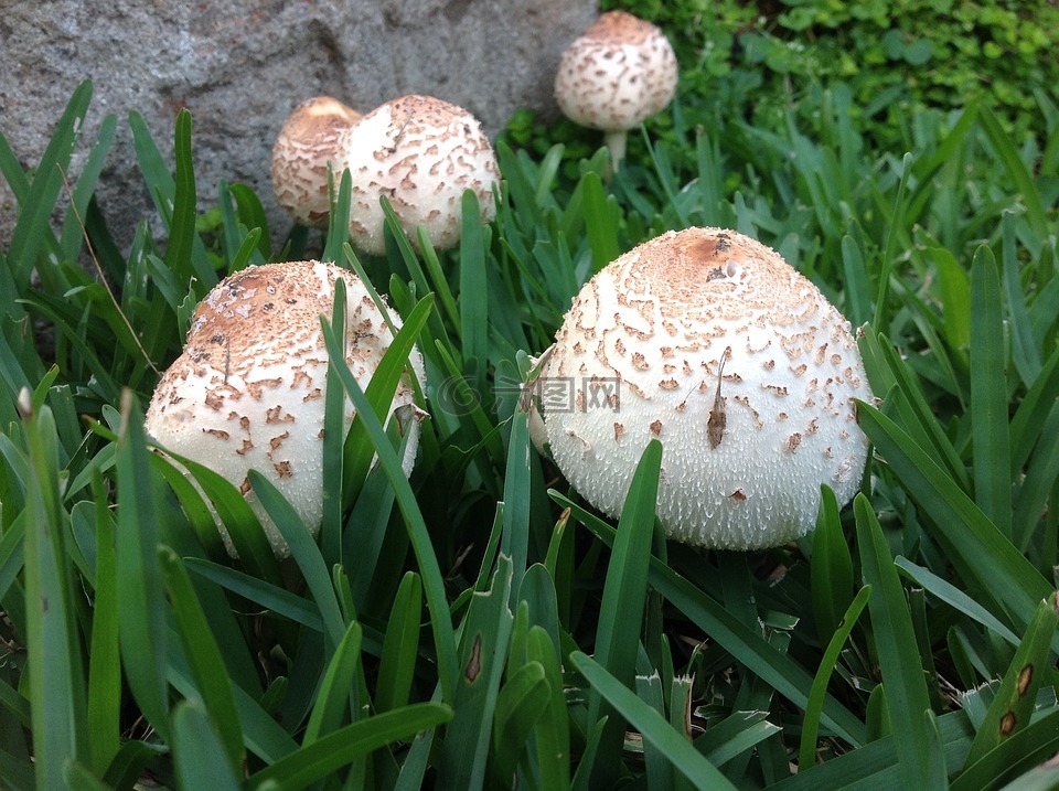 菌類,蘑菇,花園蘑菇