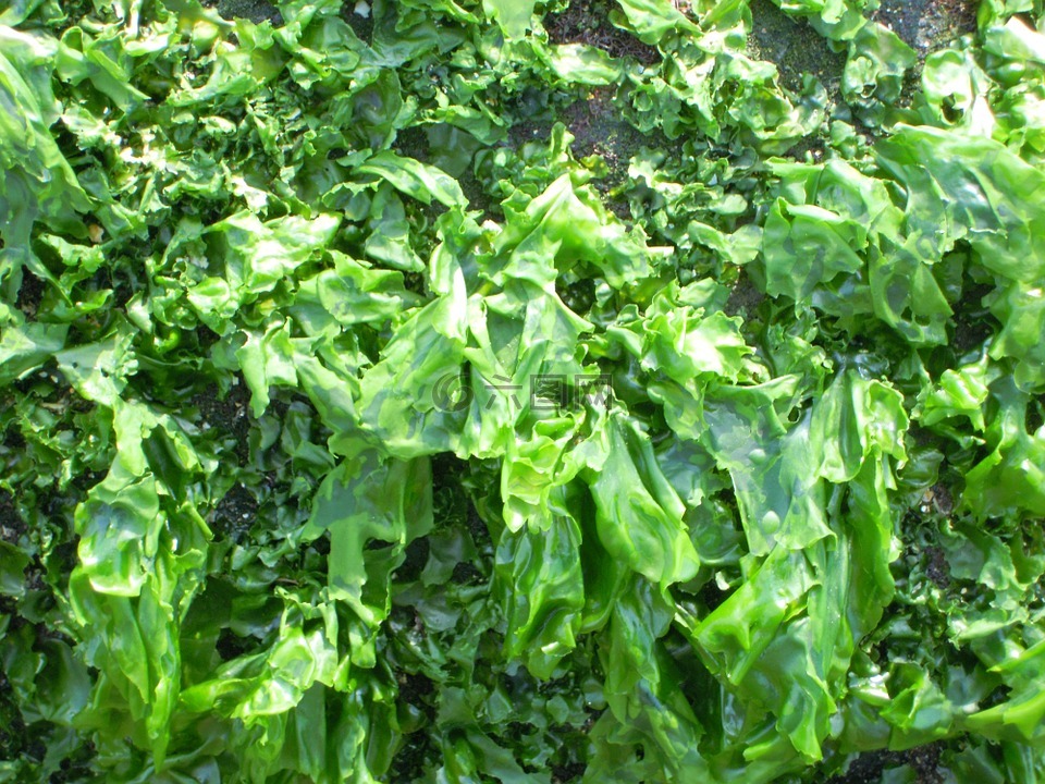 海藻,石莼,sea lettuce