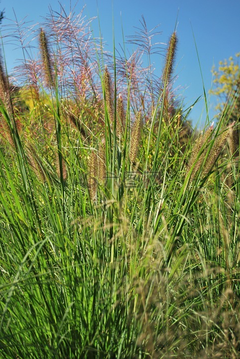 草,绿色,夏天