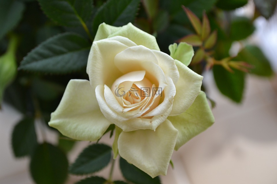 奶油玫瑰,完美绽放,花