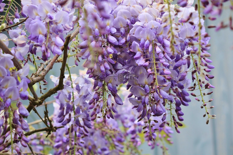 紫藤,蓝色雨,鲜花