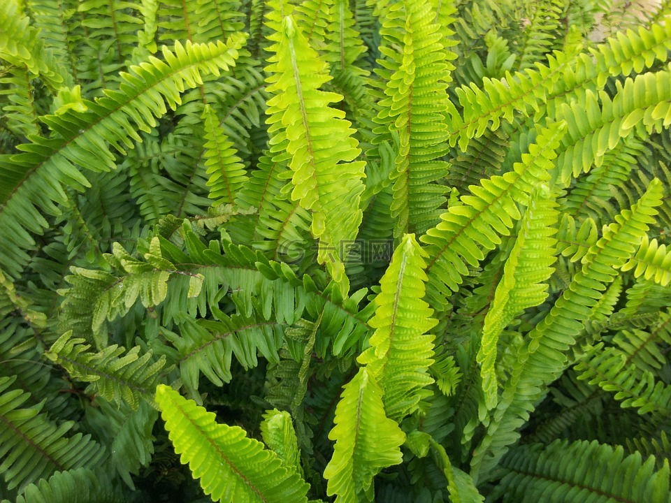 植物,绿植,蕨类