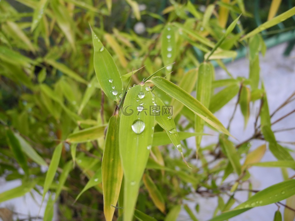 植物,绿色的树叶,水滴