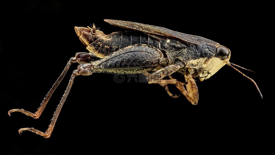 黑色昆虫腿像蚱蜢图片