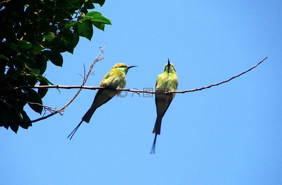 鸟,小绿色食蜂鸟,达瓦