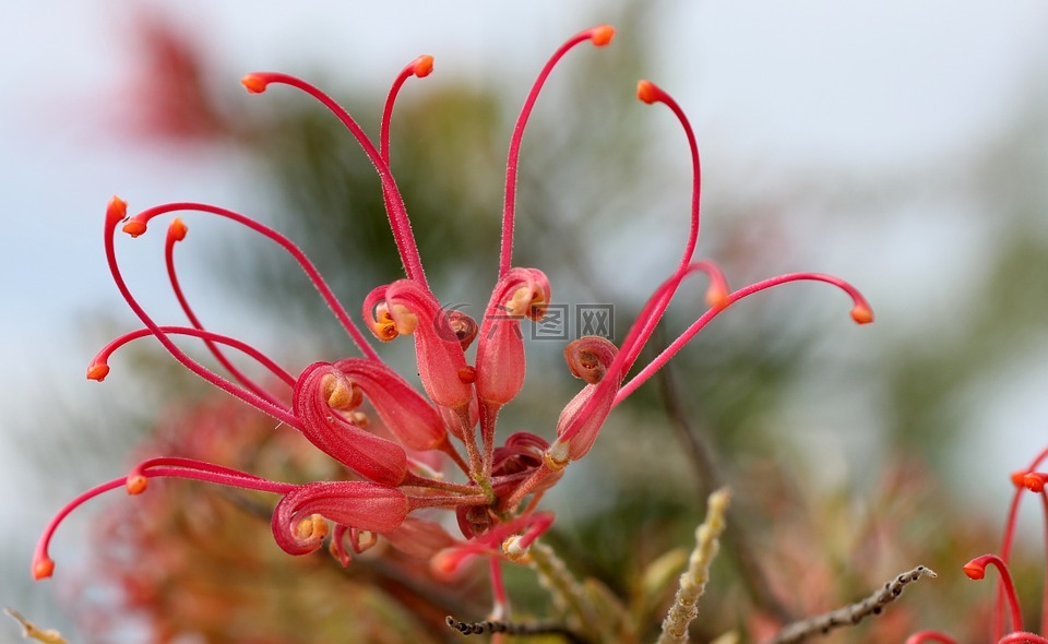 利帕里,开花,粉红色