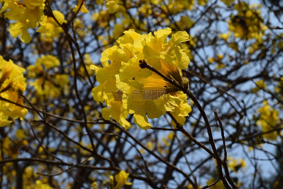 干旱、 风花,一朵黄色的花,泰国清迈