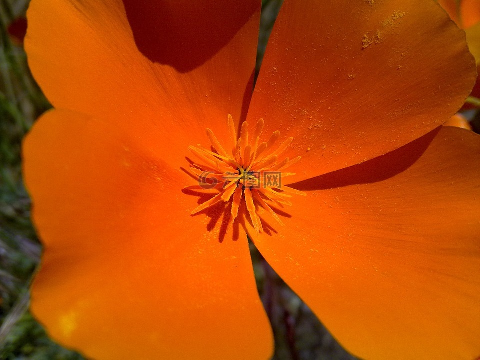 加州罂粟花,花,橙色