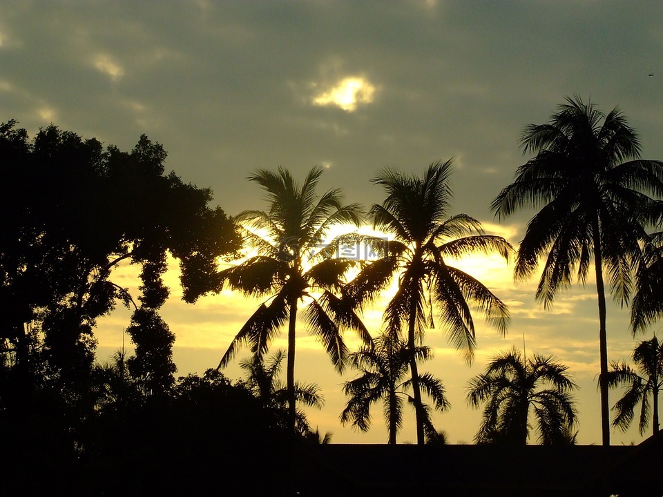 日落,椰子树,泰国