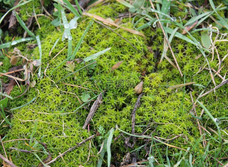 moss,绿色,性质