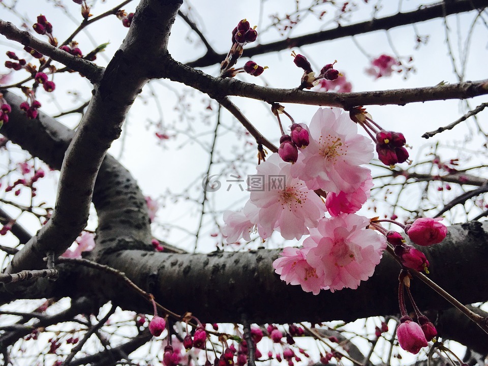 樱花,粉色,春天