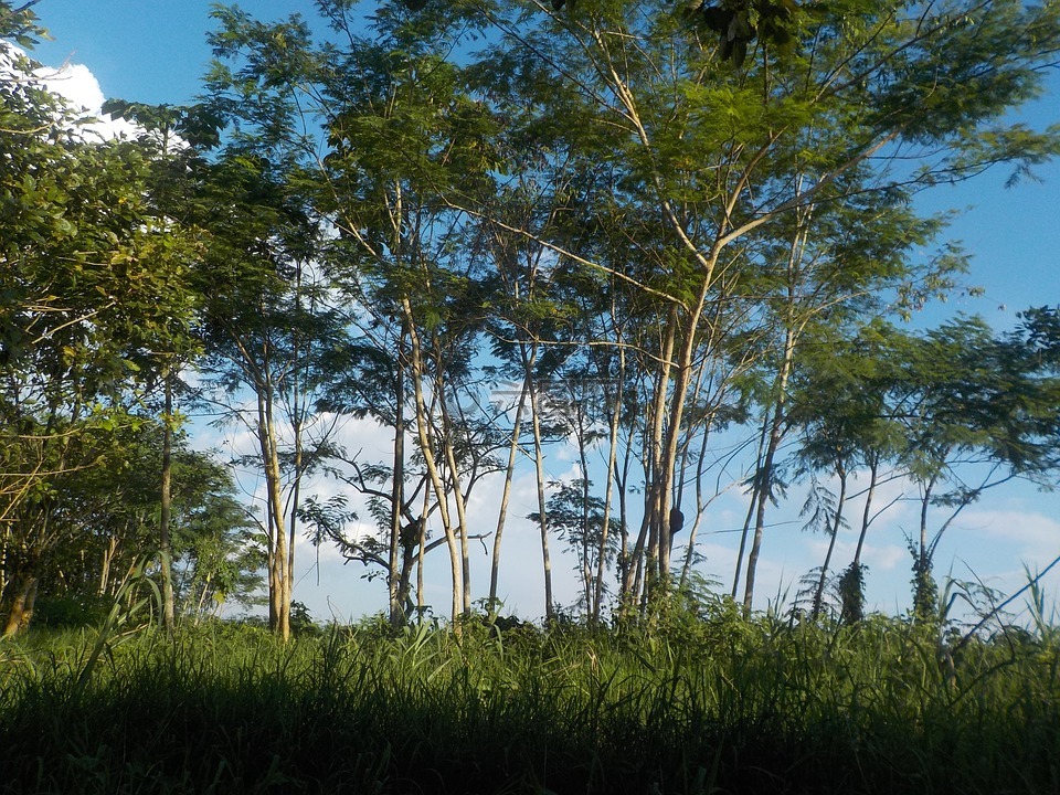 亚马逊,纳里尼奥港,亚马逊热带雨林