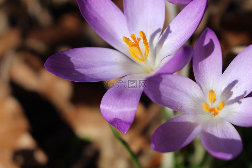 藏红花,紫,白