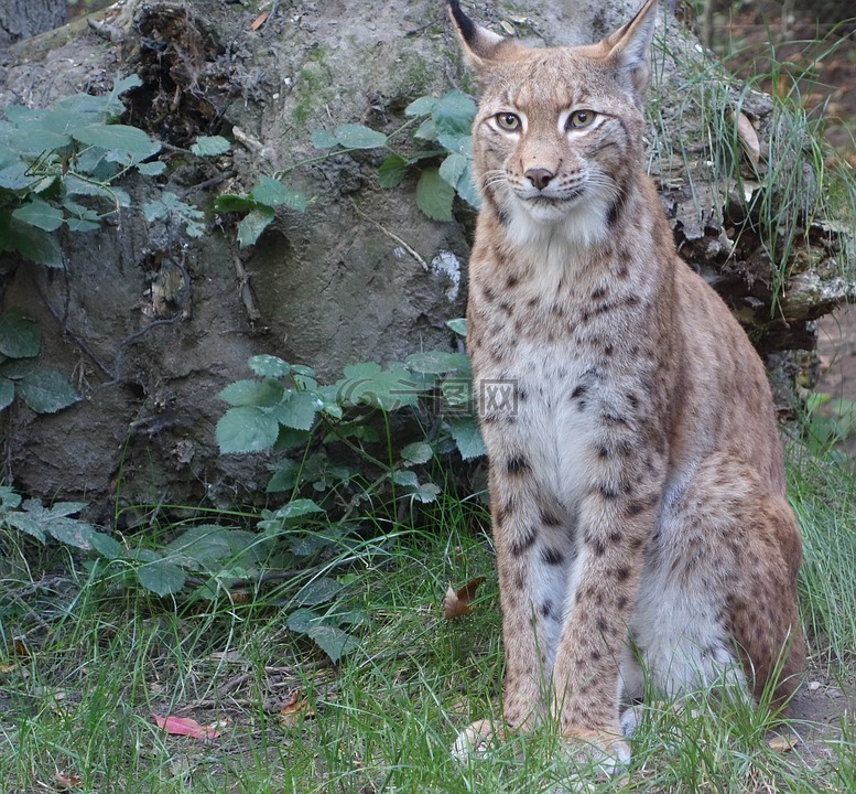 山猫,lynx,野生动物