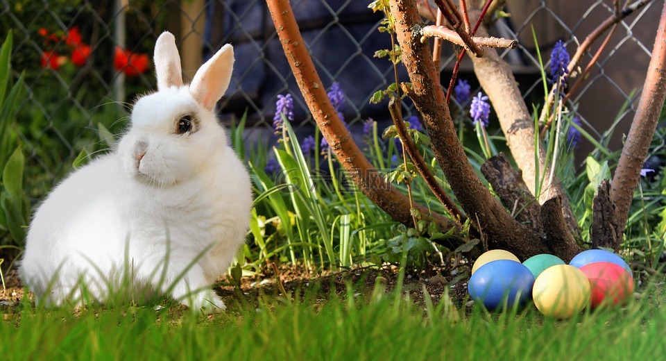 复活节,野兔,白