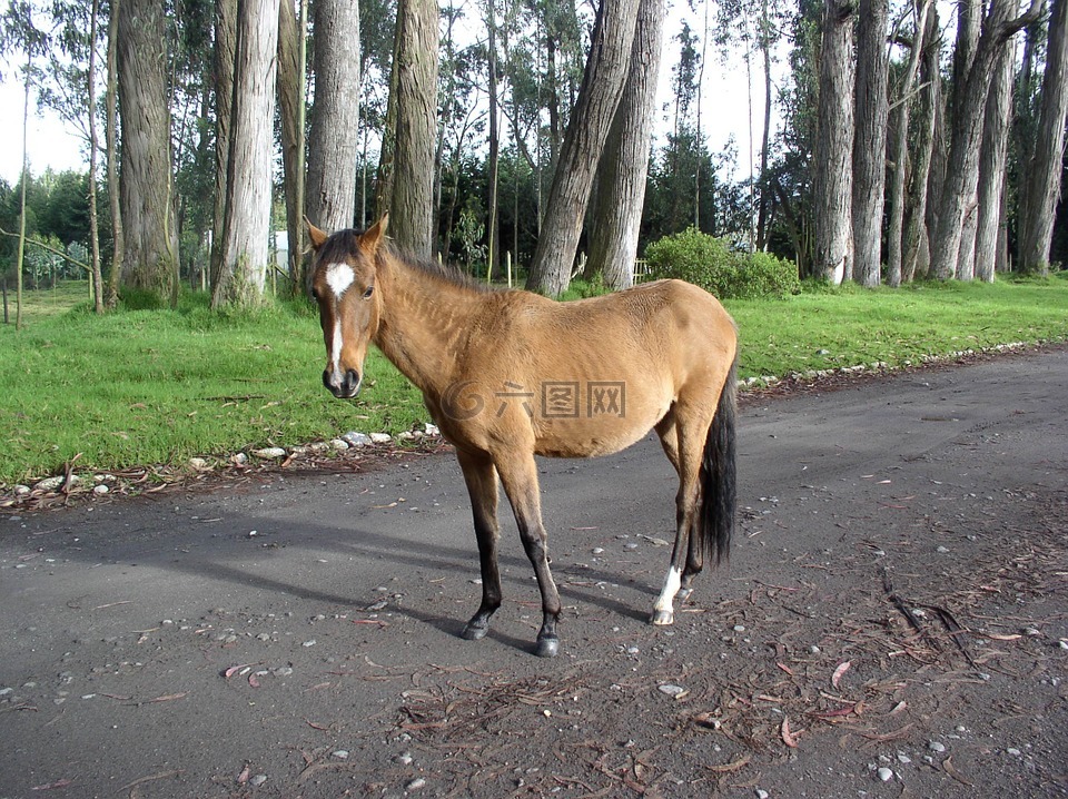 马,桉树,厄瓜多尔