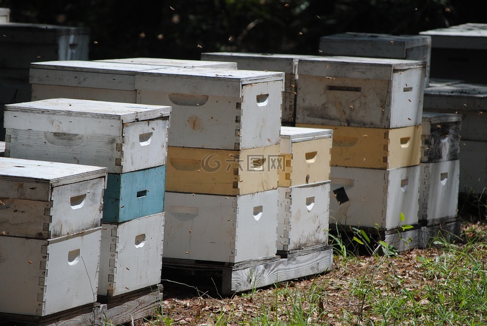 蜂房,蜜蜂,配置单元