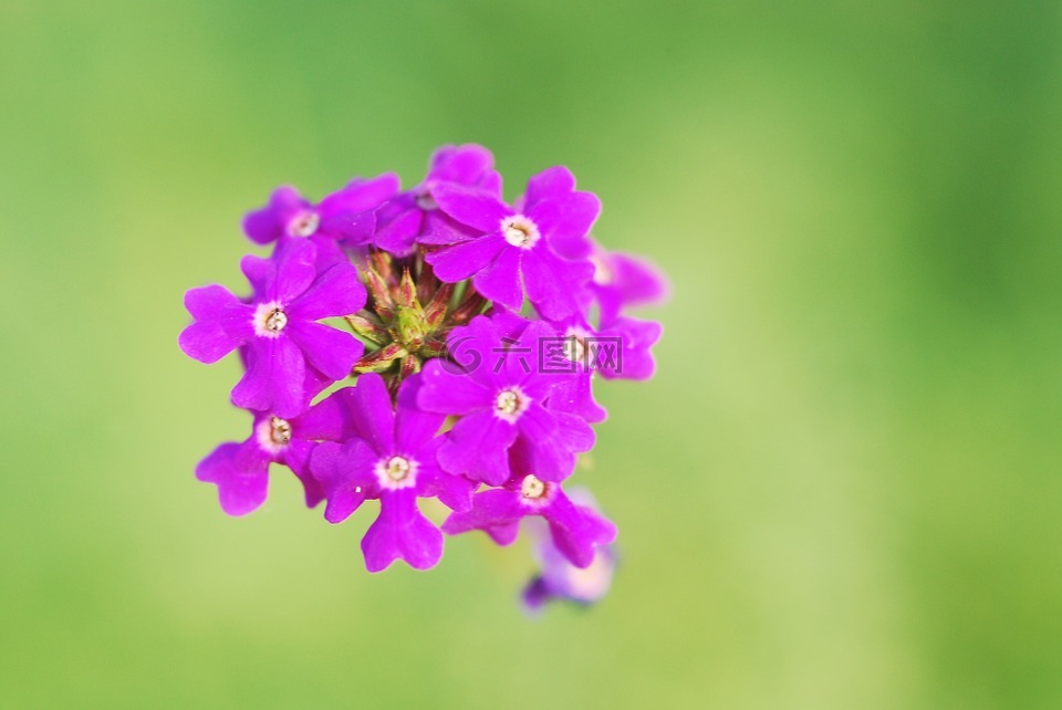 鲜花,丁香,紫罗兰色