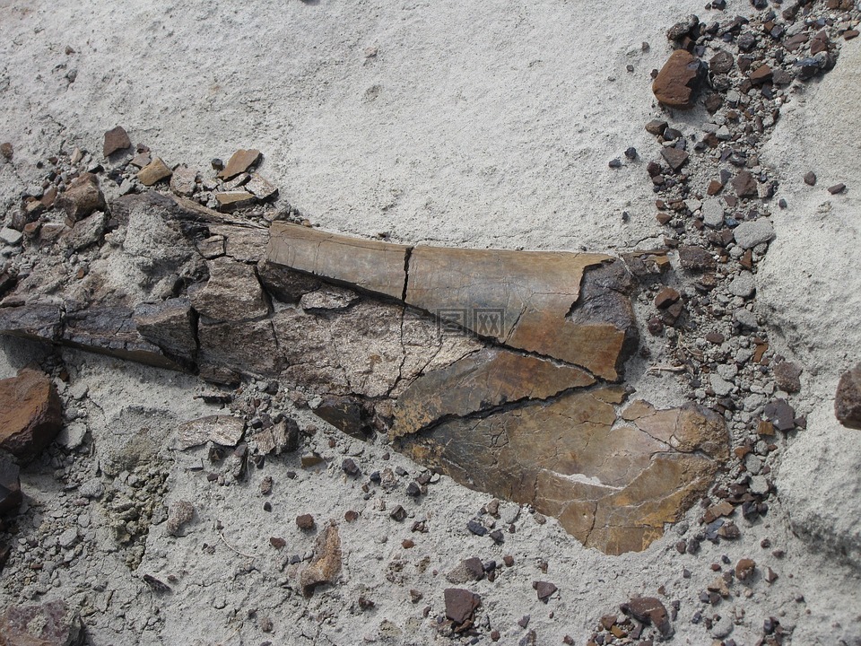化石,迪诺,侏罗纪